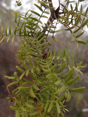 Vachellia insulae-iacobi