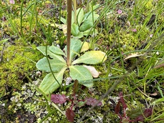Primula clevelandii gracilis