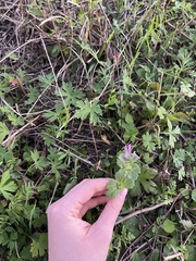 Lamium