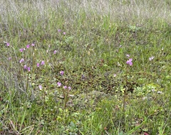 Primula clevelandii gracilis