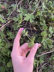 Lamium