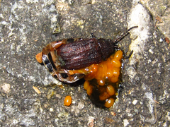 Galeruca vicina