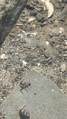 Eumalacostraca