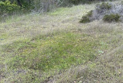 Primula clevelandii gracilis