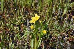 Ranunculus alismifolius