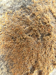 Xanthocarpia feracissima