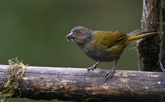 Chlorospingus semifuscus