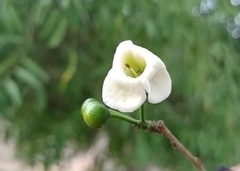 Amphilophium crucigerum