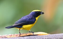 Euphonia laniirostris