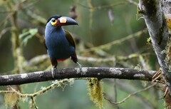 Andigena laminirostris