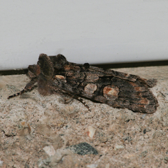 Lithophane dilatocula