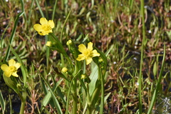 Ranunculus alismifolius