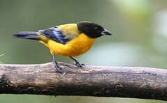 Anisognathus notabilis