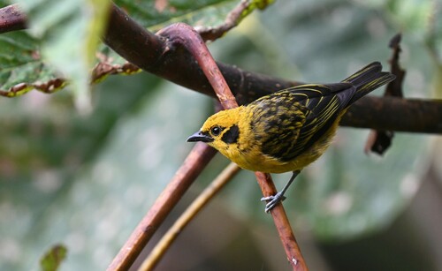 Golden Tanager (Tangara arthus), photo 7