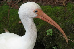 Eudocimus albus