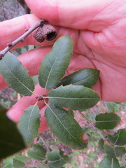 Quercus wislizeni
