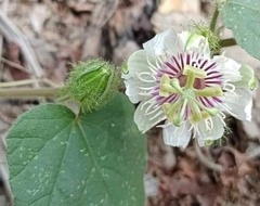 Passiflora vesicaria