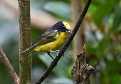 Euphonia laniirostris