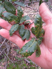 Aceria mackiei
