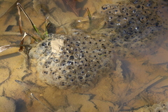 Lithobates sylvaticus
