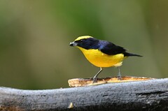 Euphonia laniirostris