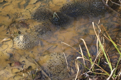Lithobates sylvaticus
