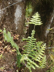 Adiantum villosum