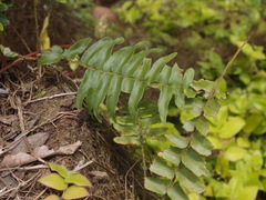 Adiantum villosum