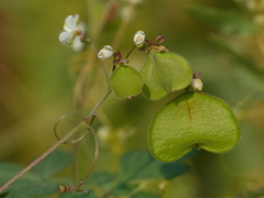 Cardiospermum halicacabum
