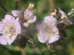 Phacelia cicutaria