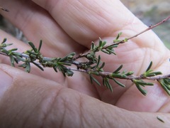 Eriophyes adenostomae