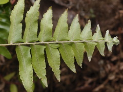 Adiantum villosum