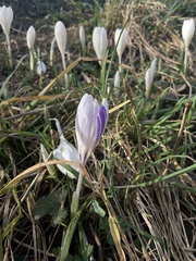 Crocus neapolitanus