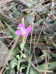 Oenothera rosea