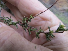 Eriophyes adenostomae