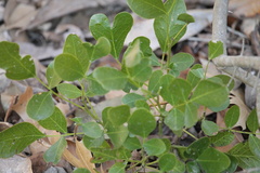 Dermatophyllum secundiflorum