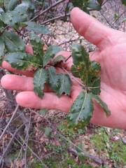 Aceria mackiei