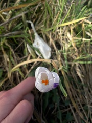Crocus neapolitanus