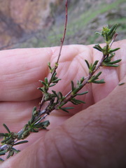 Eriophyes adenostomae