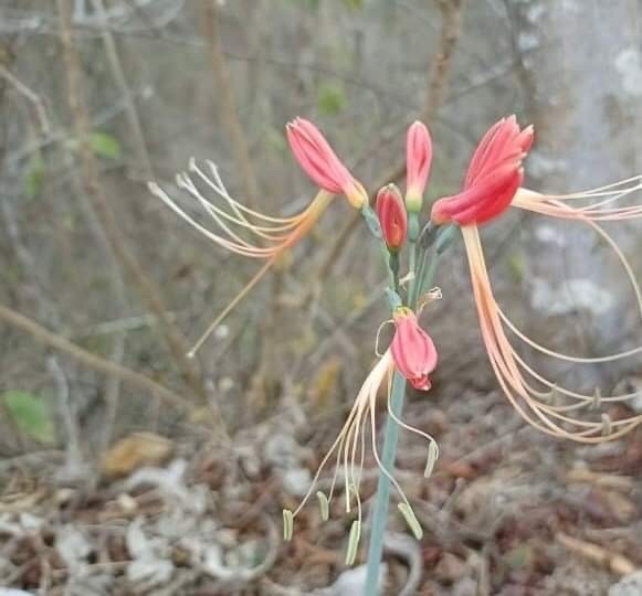 Eucrosia bicolor image