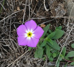 Phlox roemeriana