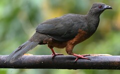 Chamaepetes goudotii