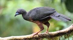 Chamaepetes goudotii