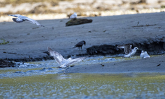 Larus brachyrhynchus