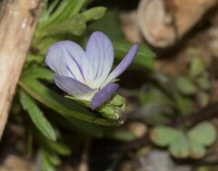 Viola bicolor