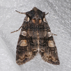 Lithophane dilatocula