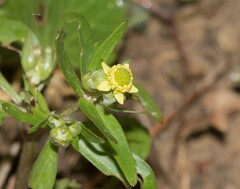 Ranunculus abortivus