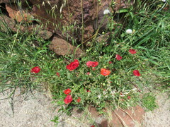 Papaver rhoeas