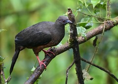 Chamaepetes goudotii