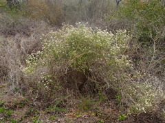 Alternanthera echinocephala
